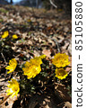 Adonis ramosa (Adonis ramosa) Yamano grass 85105880