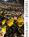 Adonis ramosa (Adonis ramosa) Yamano grass 85105881
