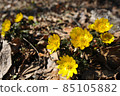 Adonis ramosa (Adonis ramosa) Yamano grass 85105882