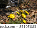 Adonis ramosa (Adonis ramosa) Yamano grass 85105883
