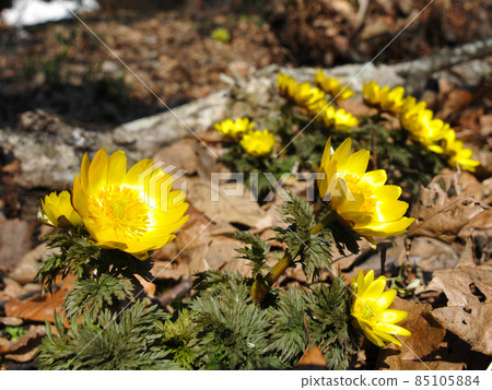 山野草 (Adonis ramosa) 山野草 85105884