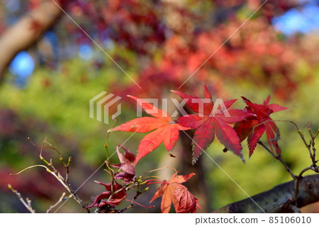 Maple brothers Maple brothers 85106010