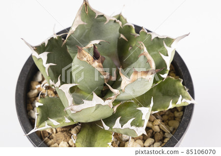 A bird's-eye view of Agave, Chitanota, and Himegenryu 85106070