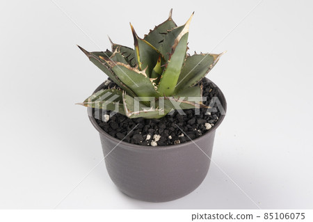A panoramic view of the Agave Titanota Tower of Babel 85106075