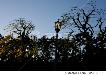Street lamps that have begun to light and willows that flutter in the wind 85106115