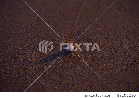 Document photo: Shellfish trying to dive in the sand Document photo: Shellfish trying to dive in the sand 85106250