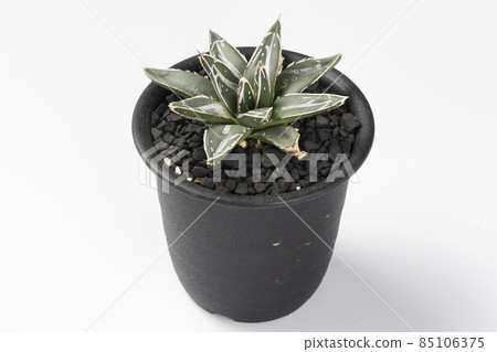 A panoramic photo of agave and Sasayuki seedlings with solid paint 85106375