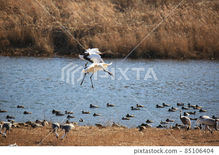 Gangwon-do Cheorwon Crane Village. Birdwatching 85106404