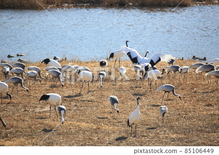 Gangwon-do Cheorwon Crane Village. Birdwatching 85106449