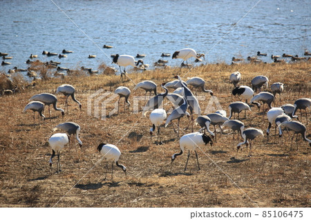Gangwon-do Cheorwon Crane Village. Birdwatching Gangwon-do Cheorwon Crane Village. Birdwatching 85106475
