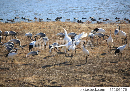 Gangwon-do Cheorwon Crane Village. Birdwatching Gangwon-do Cheorwon Crane Village. Birdwatching 85106476