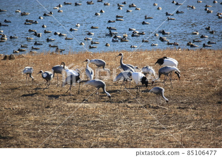 Gangwon-do Cheorwon Crane Village. Birdwatching Gangwon-do Cheorwon Crane Village. Birdwatching 85106477