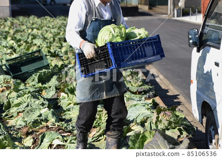 Agricultural work scenery / cabbage harvesting work 85106536