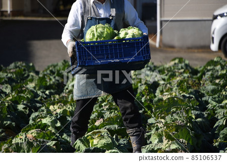Agricultural work scenery / cabbage harvesting work 85106537