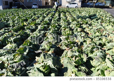 Agricultural work scenery / cabbage harvesting work Agricultural work scenery / cabbage harvesting work 85106538
