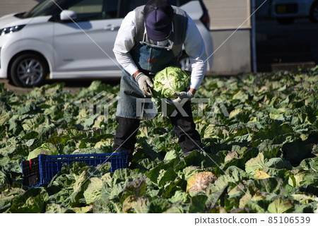 Agricultural work scenery / cabbage harvesting work Agricultural work scenery / cabbage harvesting work 85106539