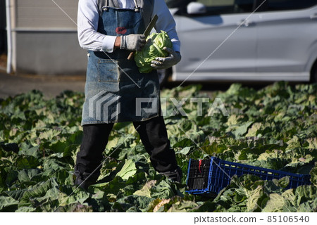Agricultural work scenery / cabbage harvesting work Agricultural work scenery / cabbage harvesting work 85106540