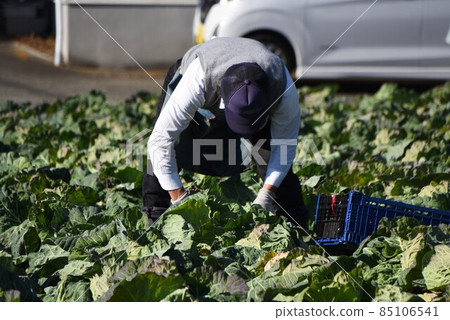 Agricultural work scenery / cabbage harvesting work 85106541