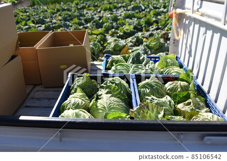 Agricultural work scenery / cabbage harvesting work Agricultural work scenery / cabbage harvesting work 85106542