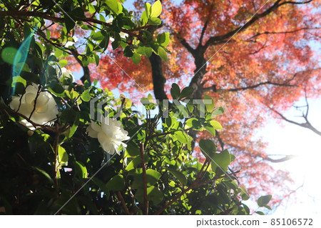 A landscape taken with the white light of the blue sky and the sun and the autumnal maple in the background, focusing on the flowers of the white sasanqua flowers in the light. 85106572