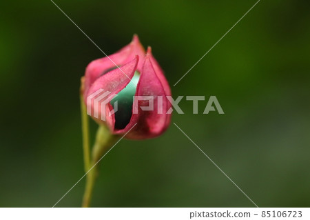 Natural plant Harlequin glorybow, a fruit that has begun to ripen in mid-September. The calyx opens in a star shape, but it hasn't opened yet ② 85106723