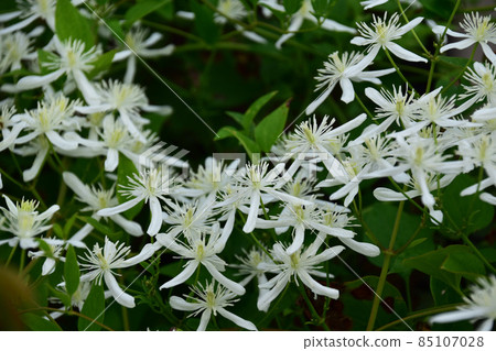 Clematis in the autumn garden Clematis in the autumn garden 85107028