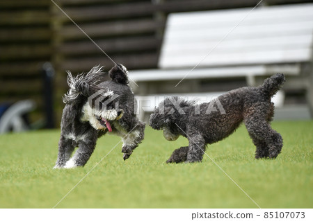 Miniature Schnauzer playing with dog run 85107073