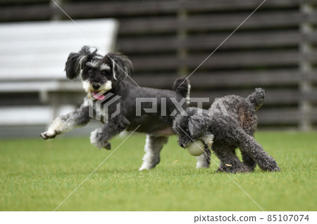 Miniature Schnauzer playing with dog run Miniature Schnauzer playing with dog run 85107074