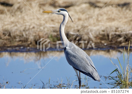 Gray heron heron / Japan 85107274