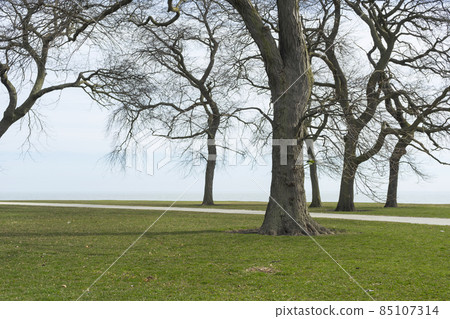 Burnham Shores Park by lake Michigan in Chicago, spring landscape of green field. 85107314