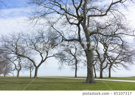 Burnham Shores Park by lake Michigan in Chicago, spring landscape of green field. Burnham Shores Park by lake Michigan in Chicago, spring landscape of green field. 85107317