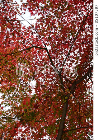 Maple on the maple approach 85107397