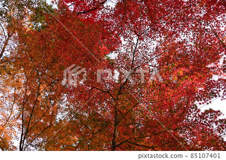 Maple on the maple approach Maple on the maple approach 85107401