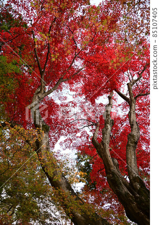 Maple on the maple approach 85107405