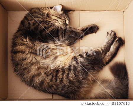 Cute fluffy striped cat lies bent on its side in a cardboard box 85107613