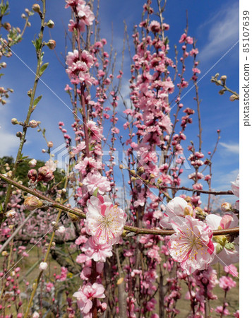 荒川Togenkyo桃花 荒川Togenkyo桃花 85107639