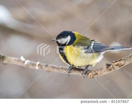 Cute bird Great tit, songbird sitting on a branch without leaves in the autumn or winter. Cute bird Great tit, songbird sitting on a branch without leaves in the autumn or winter. 85107867