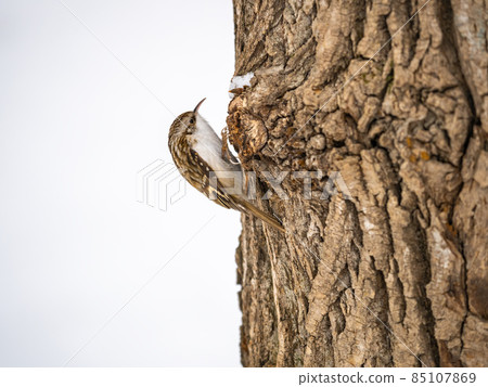Little bird Eurasian treecreeper crawling on a tree in winter. Nature background. Bird: Short toed Treecreeper. Certhia brachydactyla. 85107869