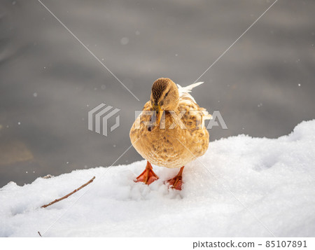 Yellow colored Mallard female Duck on the white snow background. Animal polymorphism Yellow colored Mallard female Duck on the white snow background. Animal polymorphism 85107891