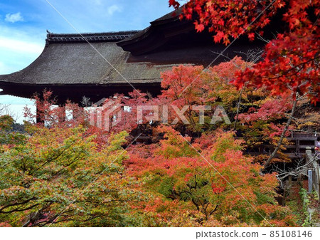 Autumn leaves and Kiyomizu Temple 85108146