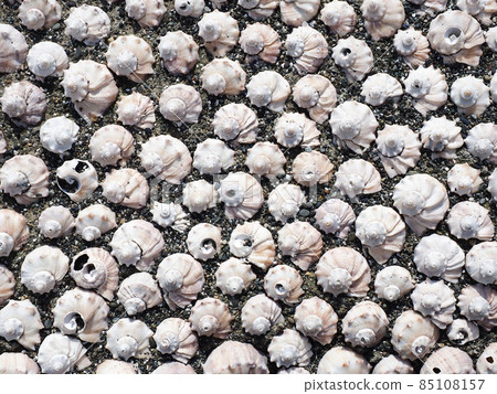 The pattern is made of a variety of marine rapans and small pebbles illuminated by the sun's rays. Background decor. Top view 85108157