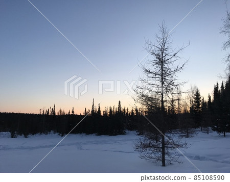 Alaskan forest where the sun has set Alaskan forest where the sun has set 85108590