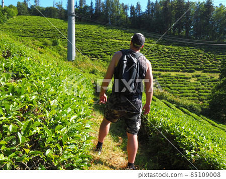 A tourist with a backpack stands on a trail among the bushes of a tea plantation growing on a hillock A tourist with a backpack stands on a trail among the bushes of a tea plantation growing on a hillock 85109008
