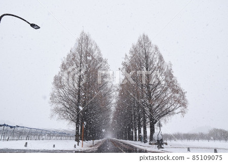 Peony Snowy Makino Metasequoia Namiki Shiga 85109075