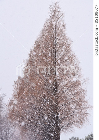 Peony Snowy Makino Metasequoia Namiki Shiga Peony Snowy Makino Metasequoia Namiki Shiga 85109077