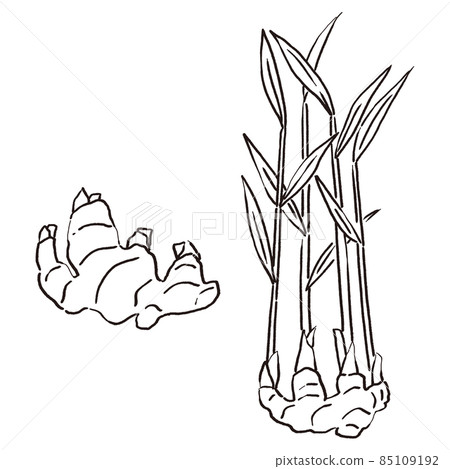 有葉新薑和無葉新薑的插圖 85109192