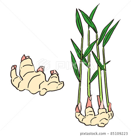 有葉新薑和無葉新薑的插圖 有葉新薑和無葉新薑的插圖 85109223