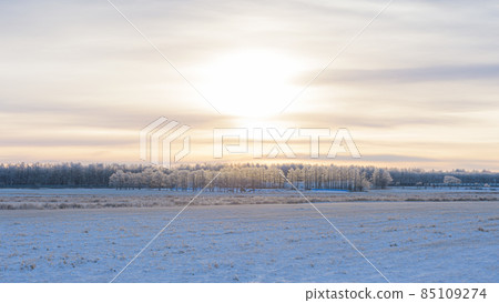 北海道弟子屈町 黎明時分的雪原和白霜 北海道弟子屈町 黎明時分的雪原和白霜 85109274