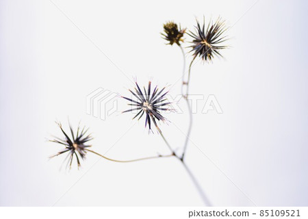 Achene of Kosendangusa 85109521