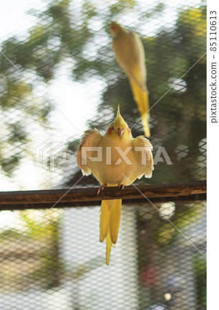 Cockatiel Portrait, Cute Curious Young Cinnamon Cockatiel Close up 85110613